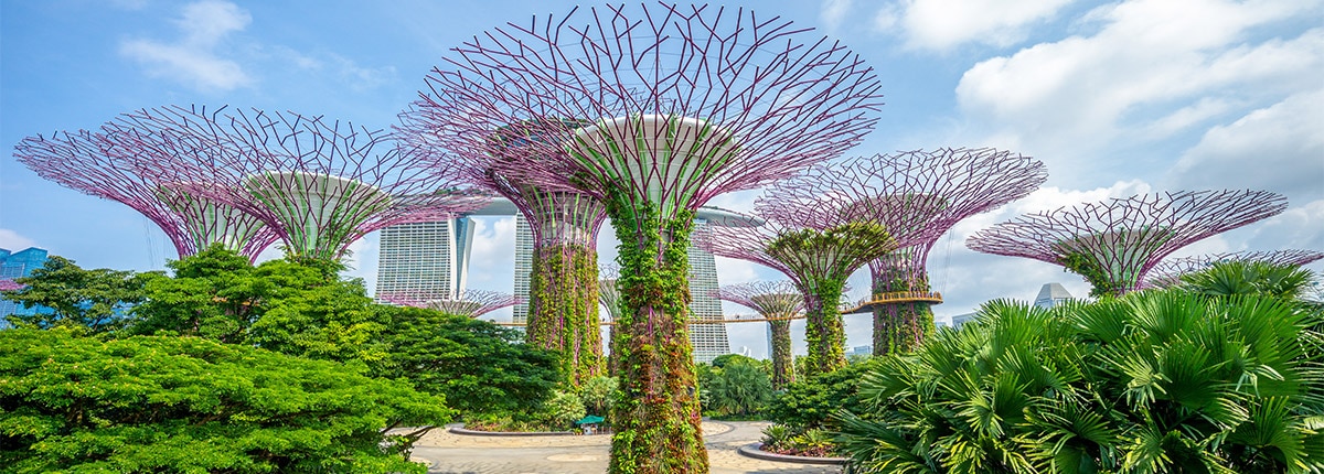 Gardens by the Bay's Supertree Grove in Singapore