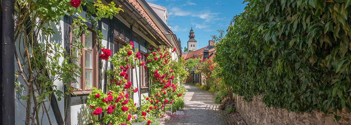 visby's street lined with beautiful flowers and medieval buildings