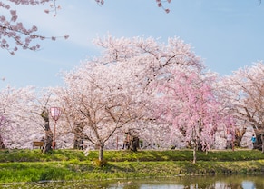 lovely view of pink cherry blossom trees in full bloom in aomori, japan