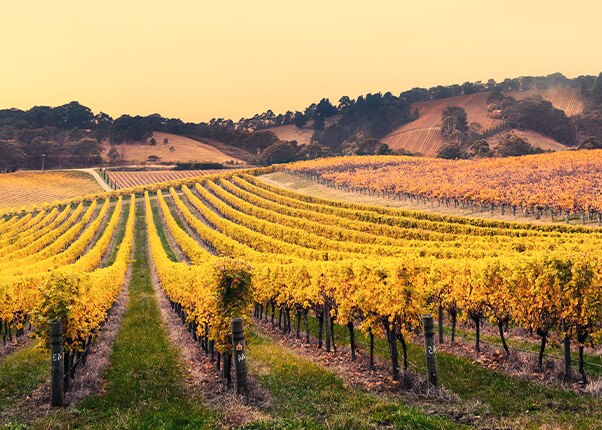 a field expands towards the mountains in adelaide