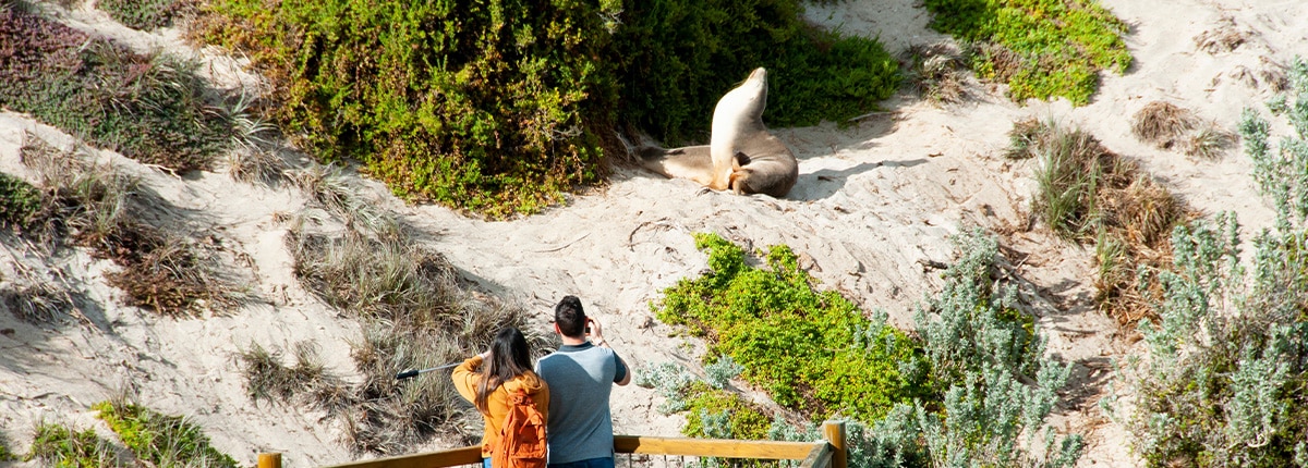 a couple watchs a seal located in kangaroo island