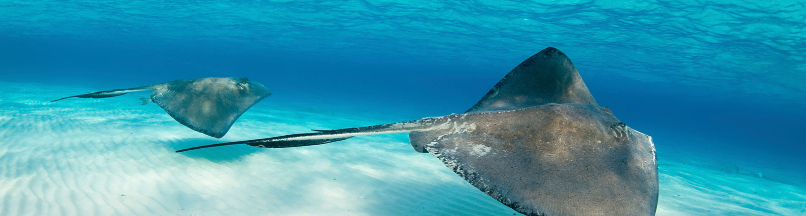 Two stingrays in the blue waters off Antigua