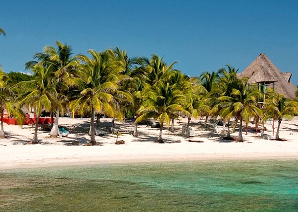 beautiful palm trees along the beaches in costa maya