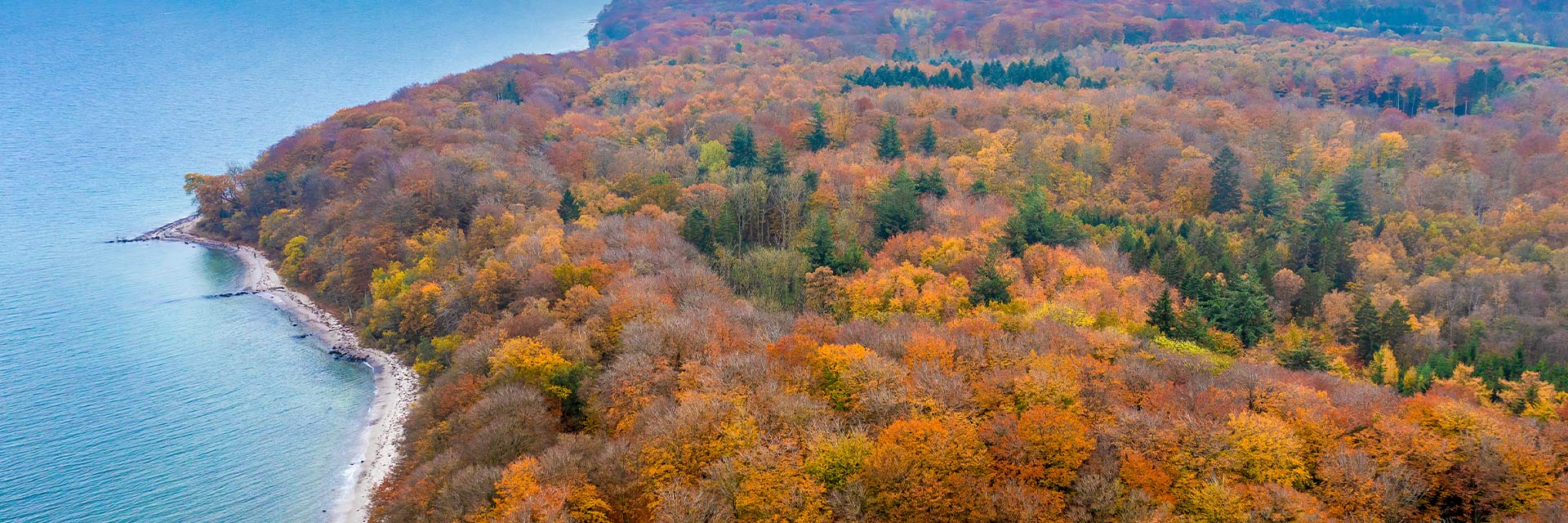 moesgaard forest is full of autumn colored trees