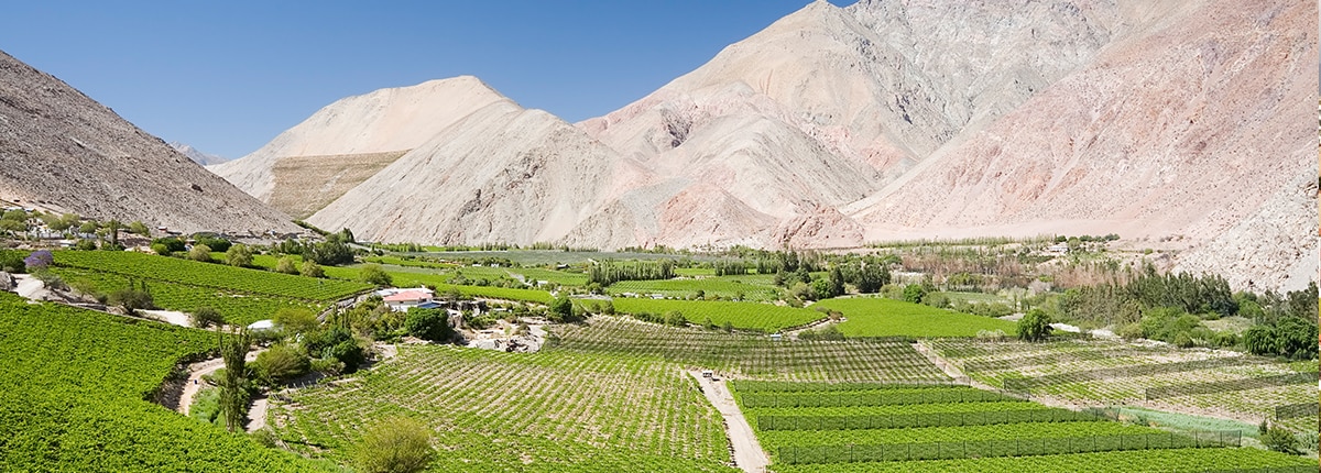the lush winelands of elqui valley