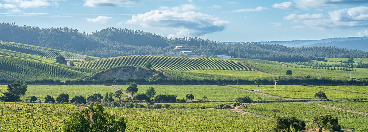 the green covered hills and mountains of the casablanca vineyards in chile