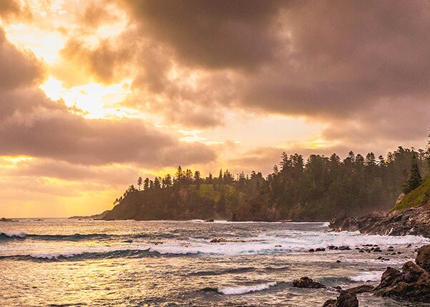 island with trees next to the ocean