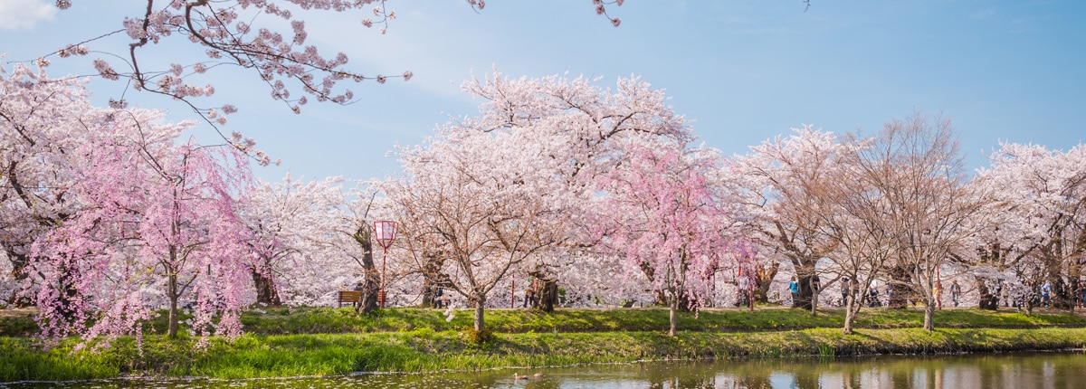 lovely view of pink cherry blossom trees in full bloom in aomori, japan