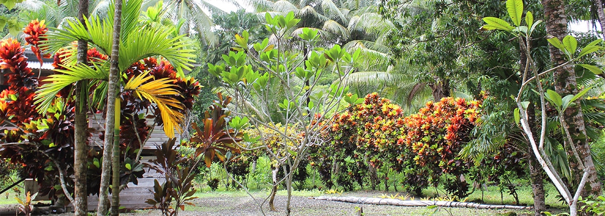Colorful plantlife of Kiriwina Island, Papua New Guinea