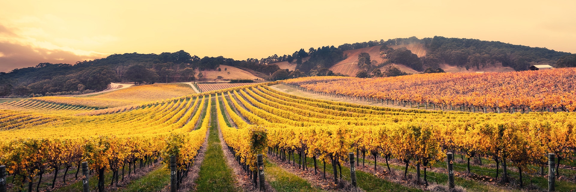 a field expands towards the mountains in adelaide