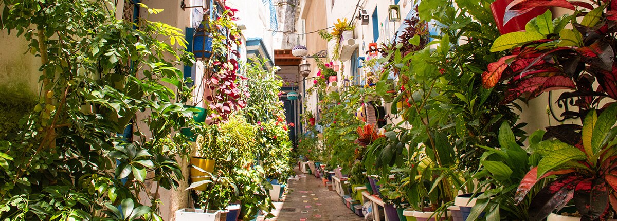 many plants in the courtyard walkway of tangier