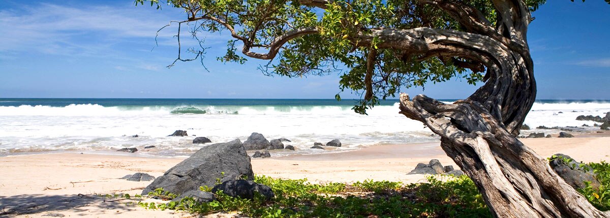 weathered tree on the shores on manzanillo
